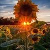 noora_abood